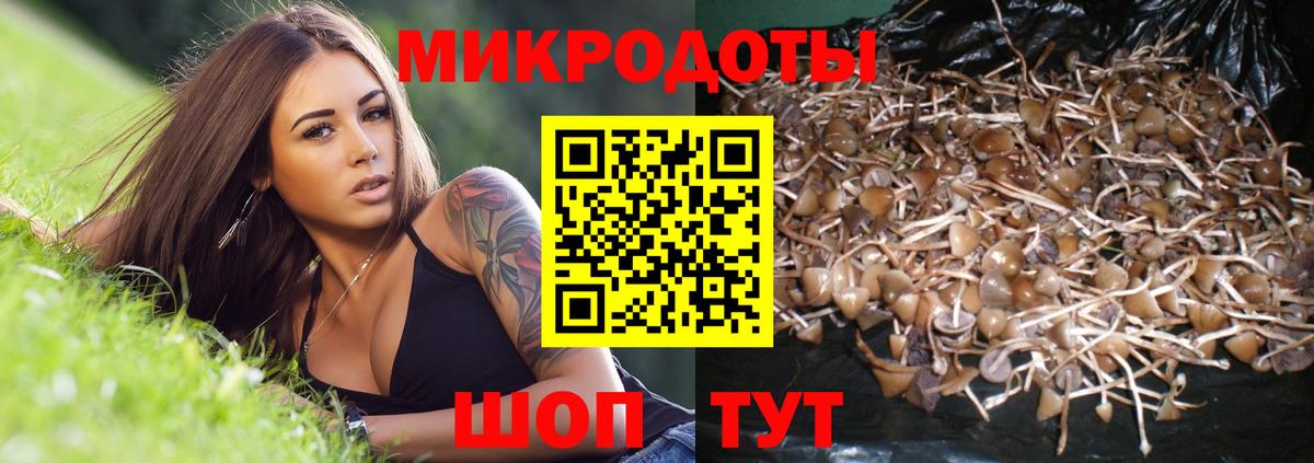 Псилоцибиновые грибы Cubensis Славянск-на-Кубани